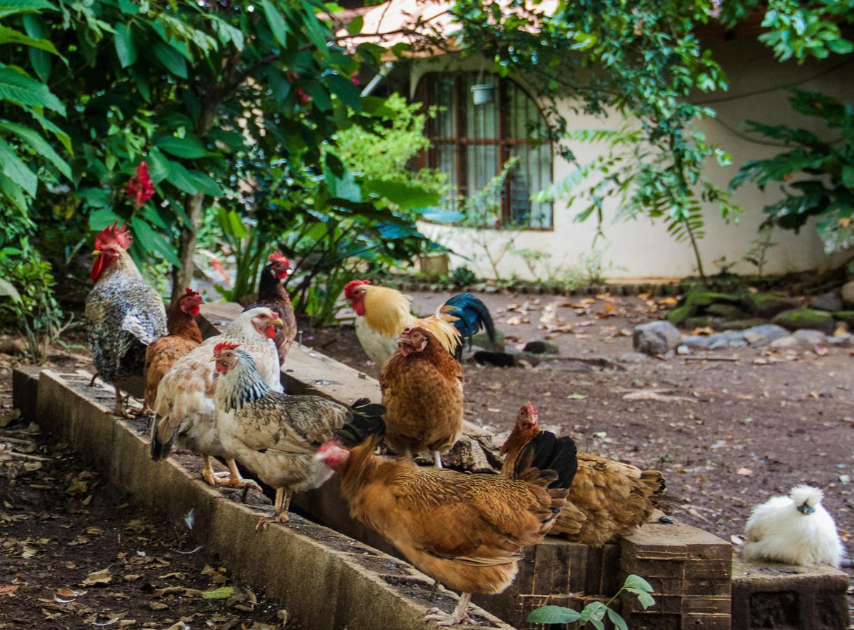 Quinta Mi Tata B&B Sardinal Bagian luar foto