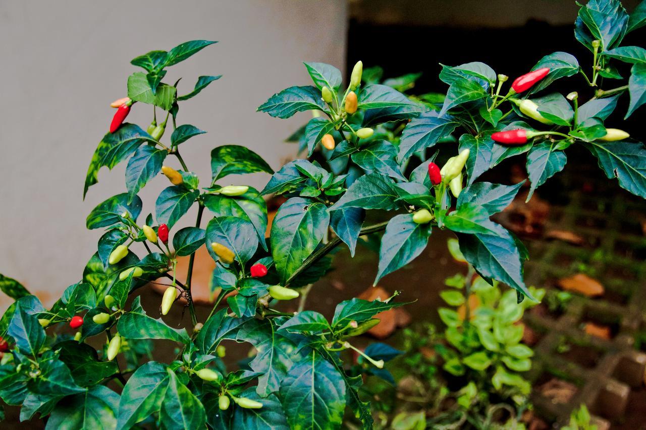 Quinta Mi Tata B&B Sardinal Bagian luar foto