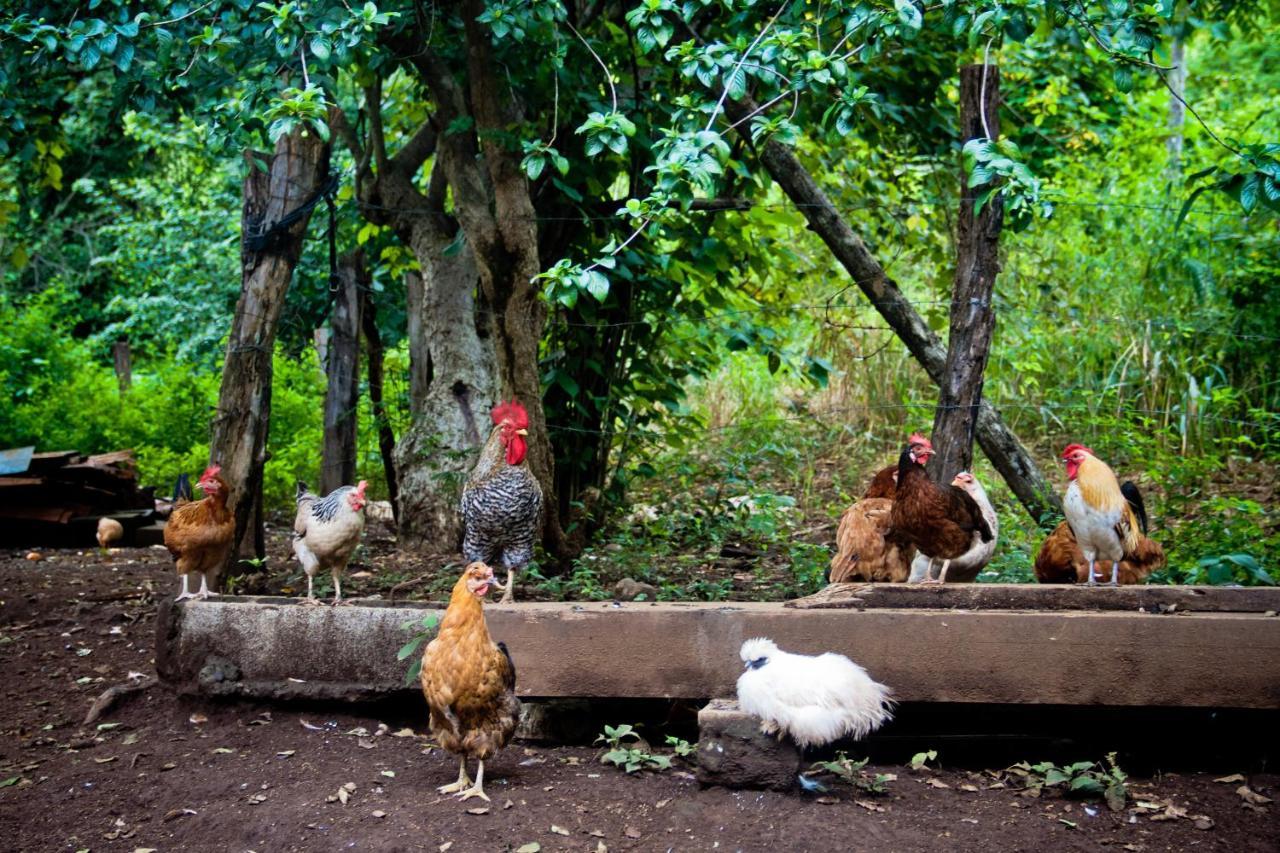 Quinta Mi Tata B&B Sardinal Bagian luar foto
